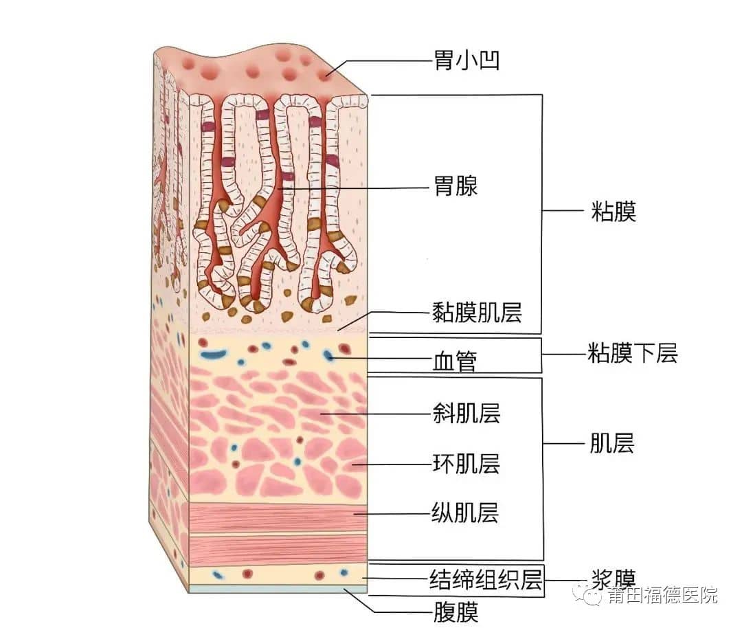 莆田福德消化專家教你認(rèn)識(shí)慢性淺表性胃炎